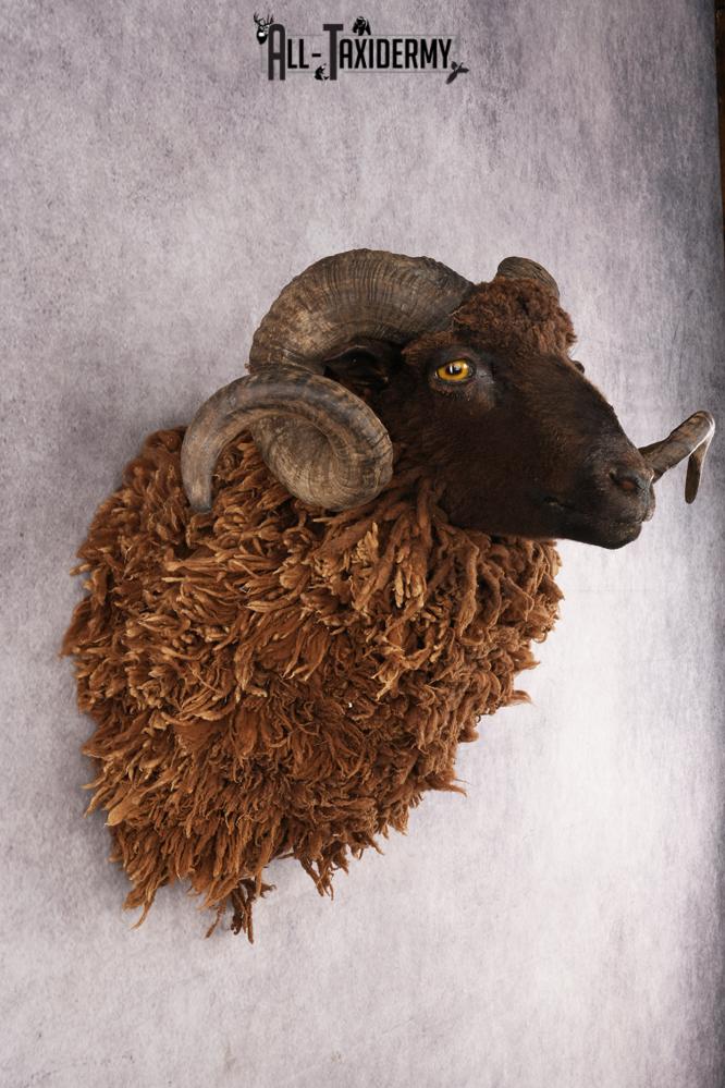 Arapawa Sheep SKU 3036 - Image 5