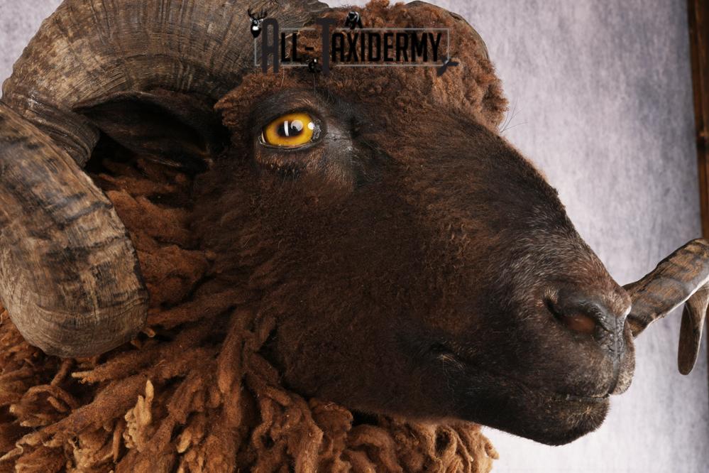 Arapawa Sheep SKU 3036 - Image 4