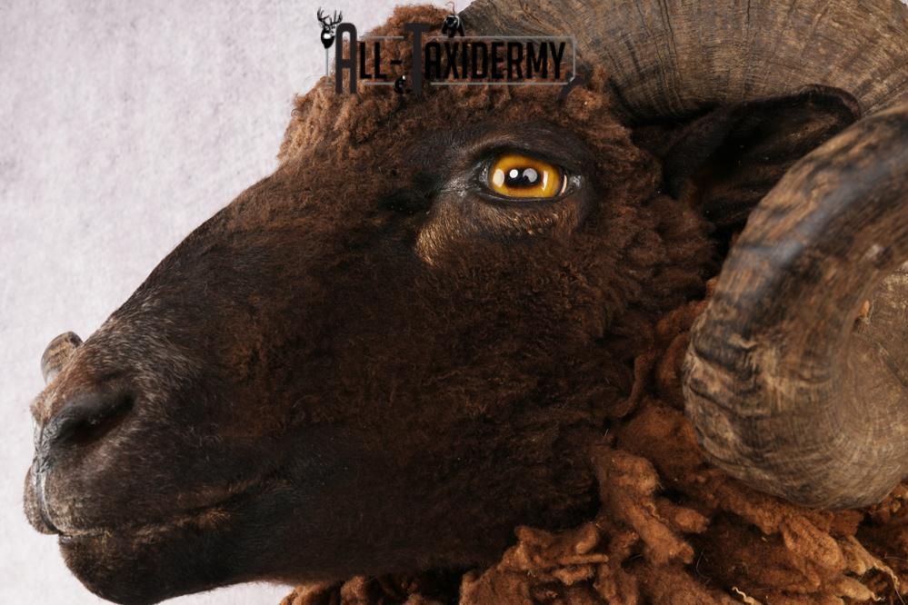 Arapawa Sheep SKU 3036 - Image 3