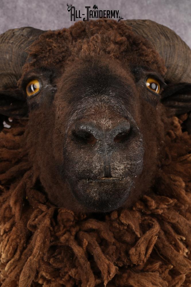 Arapawa Sheep SKU 3036 - Image 2