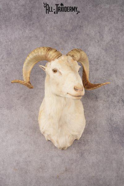 Texas Dall Sheep SKU 3037