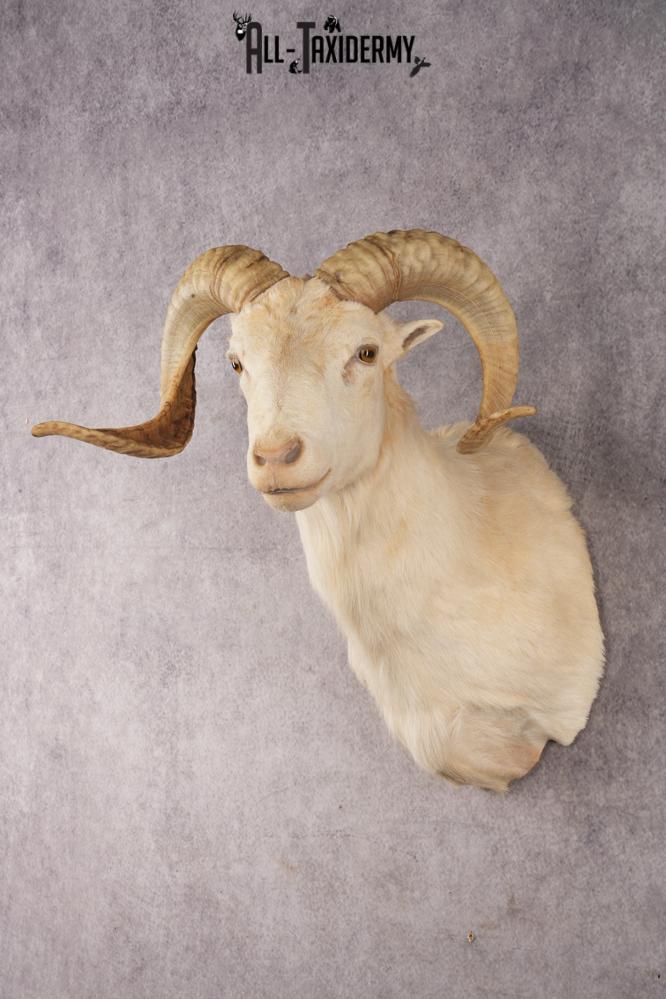 Texas Dall Sheep SKU 3037 - Image 8
