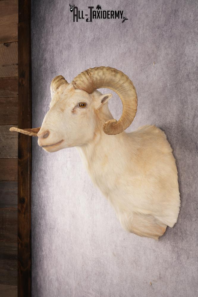 Texas Dall Sheep SKU 3037 - Image 7