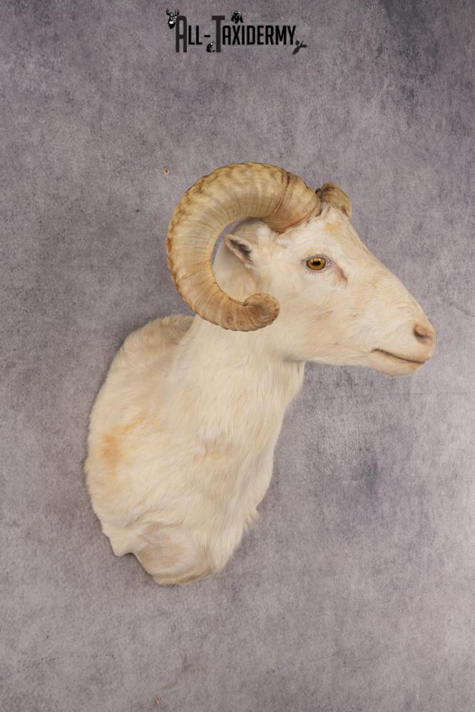 Texas Dall Sheep SKU 3037 - Image 6