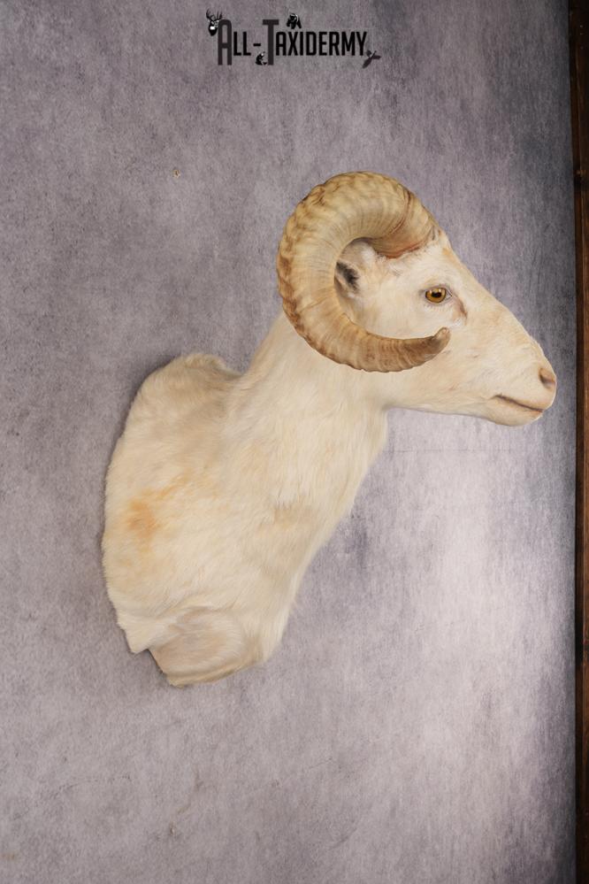 Texas Dall Sheep SKU 3037 - Image 5