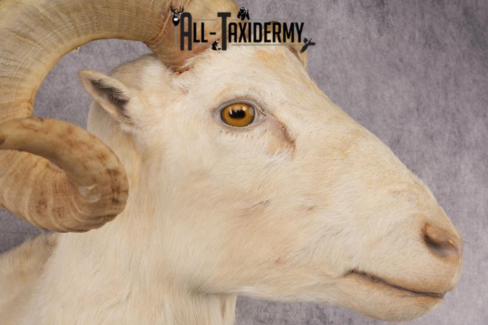 Texas Dall Sheep SKU 3037 - Image 4