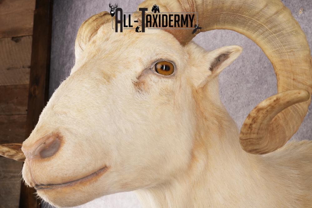 Texas Dall Sheep SKU 3037 - Image 3