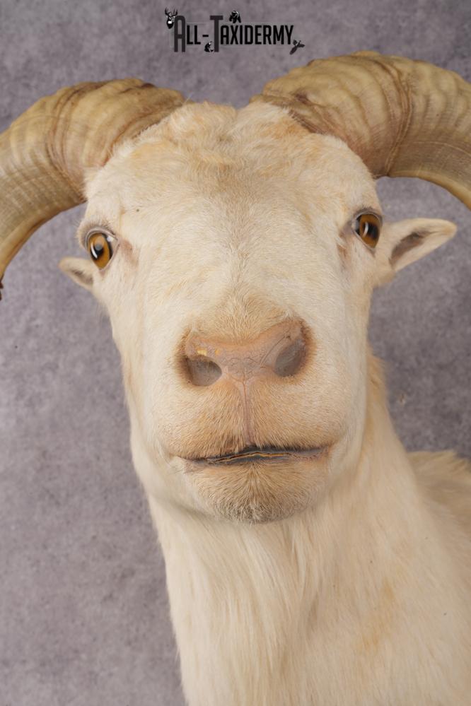 Texas Dall Sheep SKU 3037 - Image 2