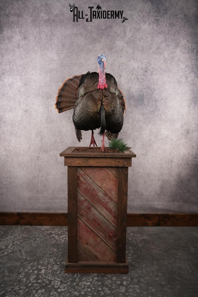 Eastern Turkey SKU 2996 - Image 11