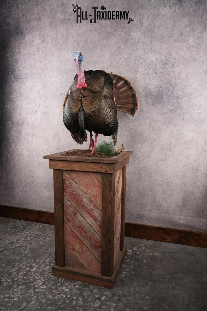 Eastern Turkey SKU 2996 - Image 10