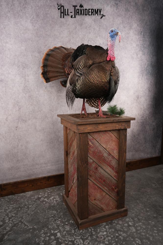 Eastern Turkey SKU 2996 - Image 9