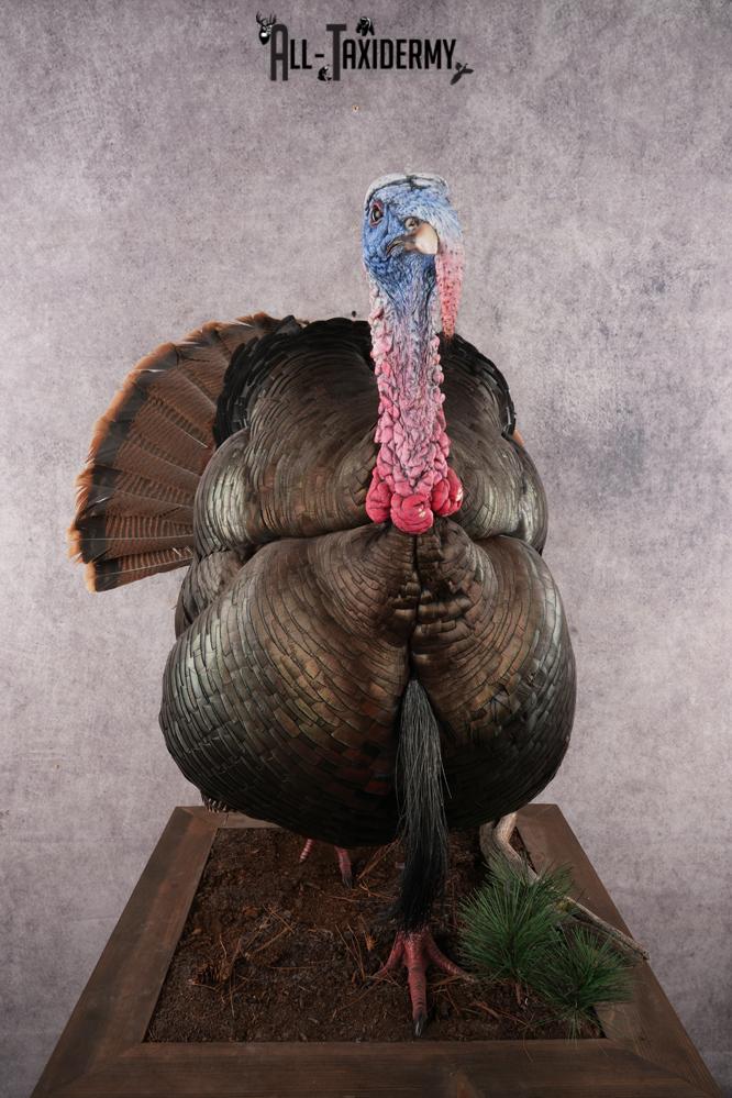 Eastern Turkey SKU 2996 - Image 8