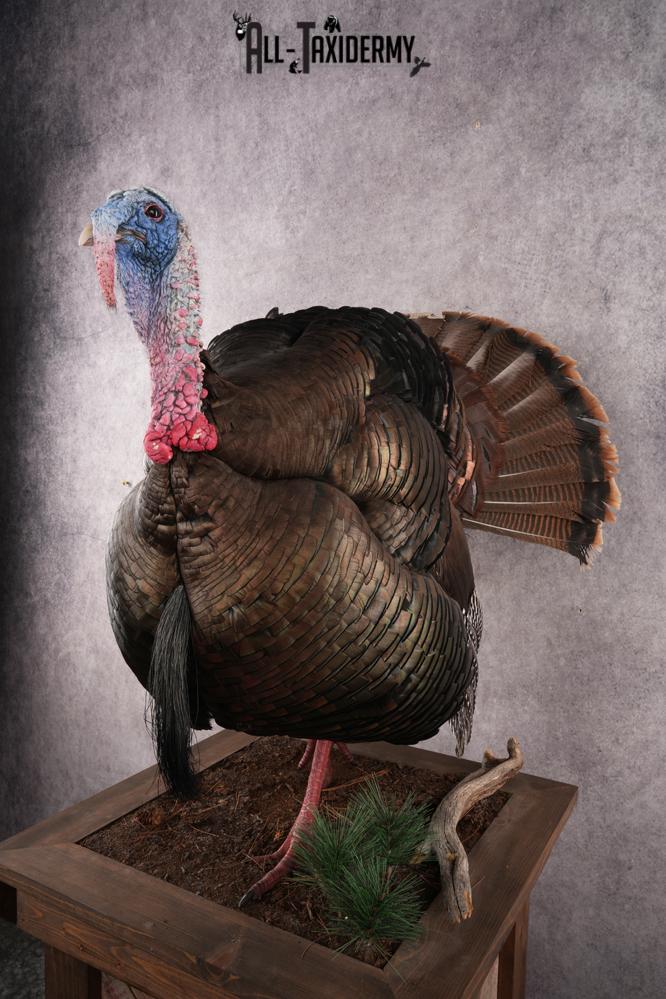 Eastern Turkey SKU 2996 - Image 7