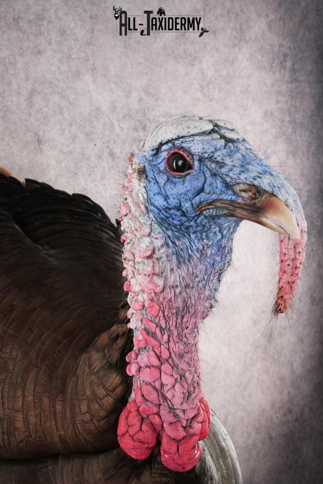 Eastern Turkey SKU 2996 - Image 5