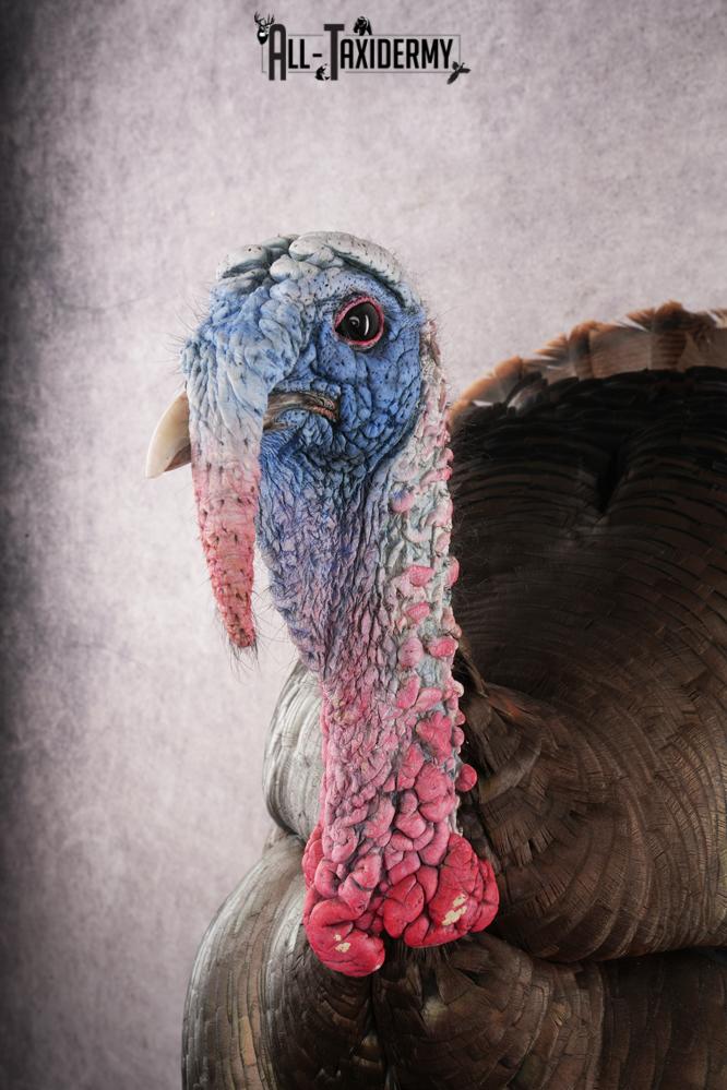 Eastern Turkey SKU 2996 - Image 4