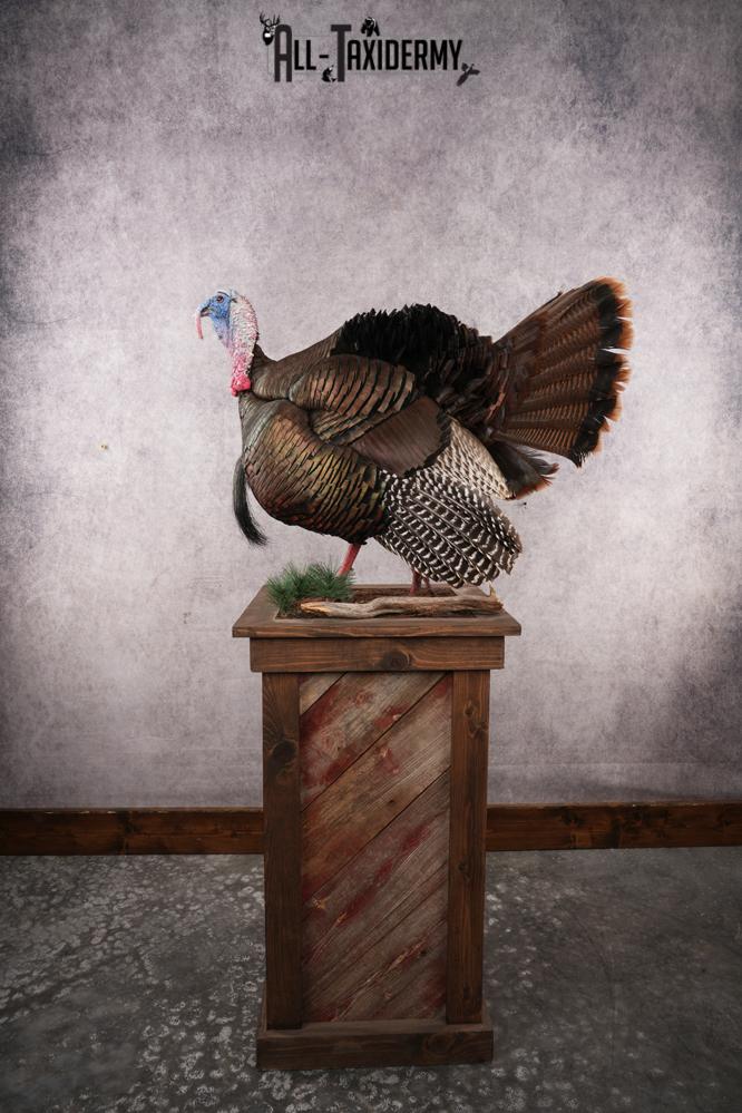 Eastern Turkey SKU 2996 - Image 3