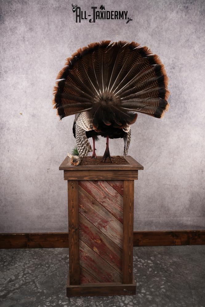 Eastern Turkey SKU 2996 - Image 2