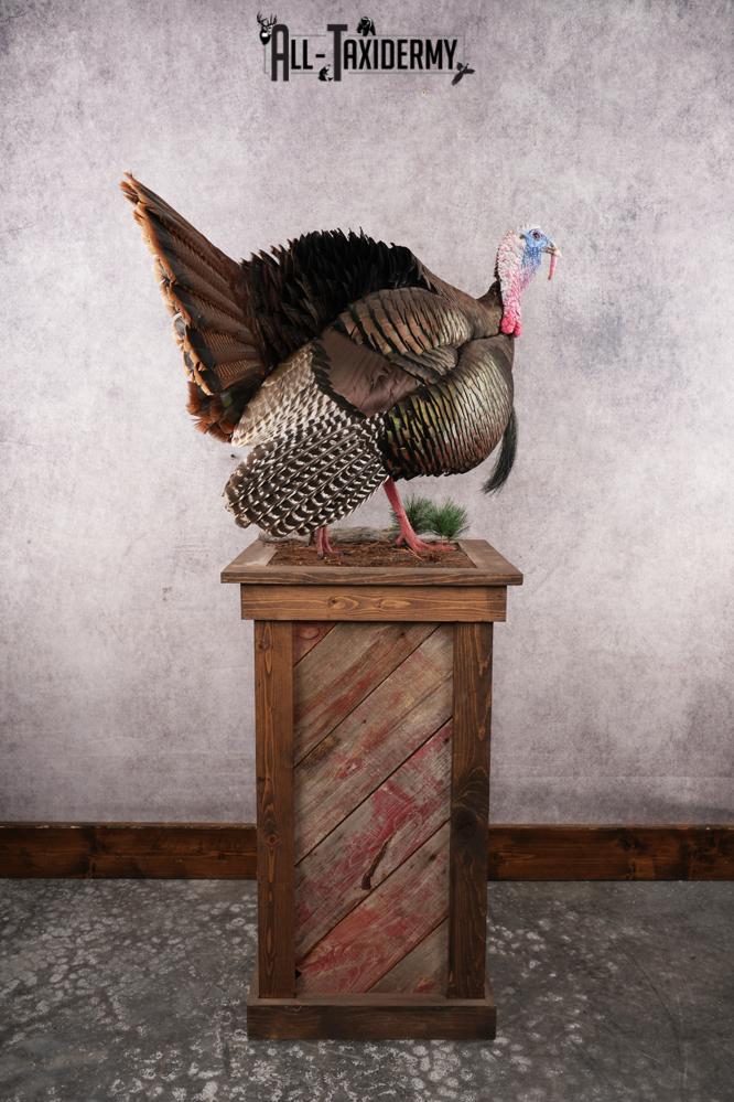 Turkey Pedestal