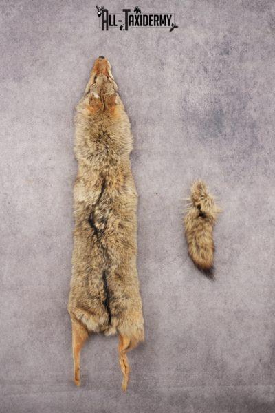Coyote Pelt SKU 3020