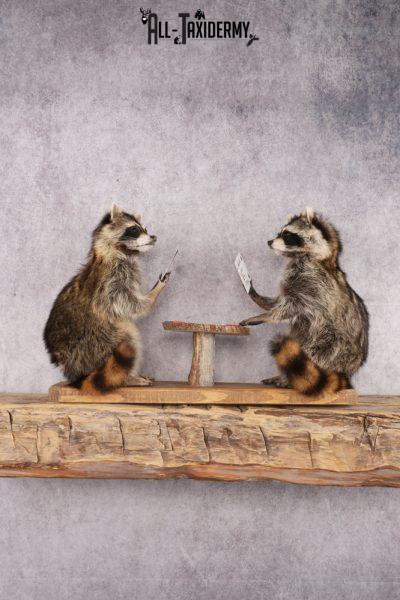 Poker Playing Raccoons SKU 3077