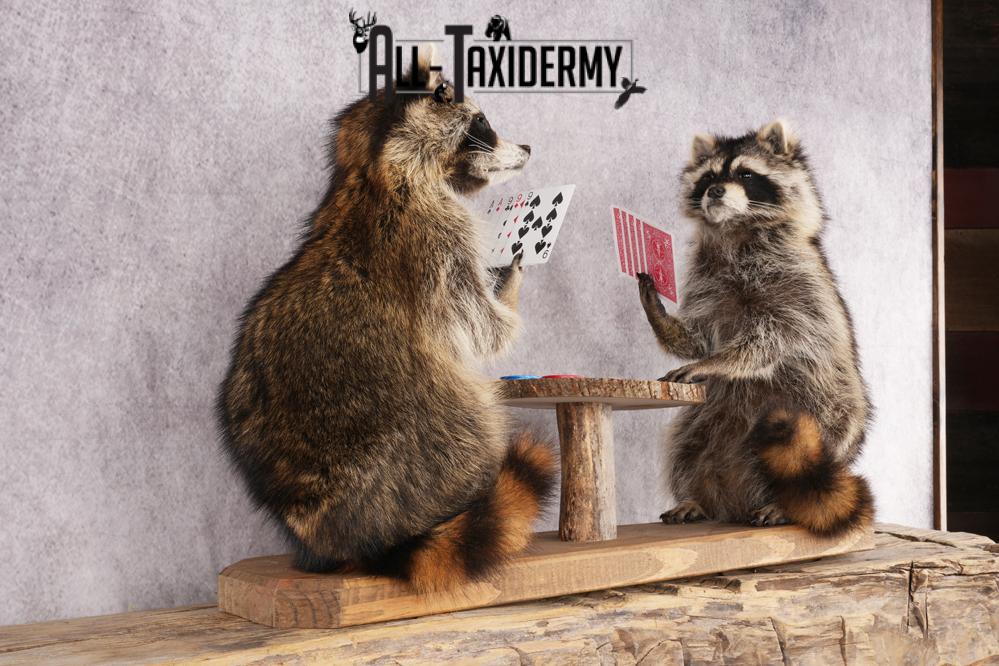 Poker Playing Raccoons SKU 3077 - Image 6
