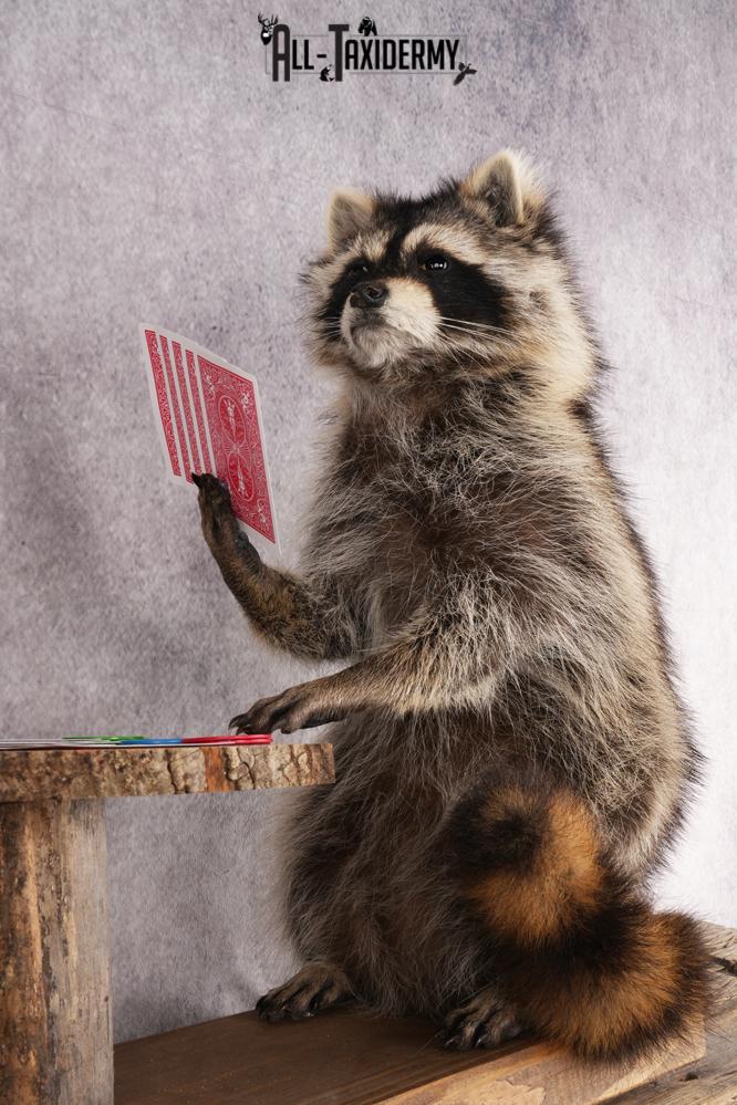 Poker Playing Raccoons SKU 3077 - Image 5