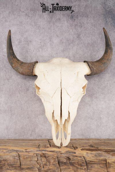 Bison Skull SKU 3059