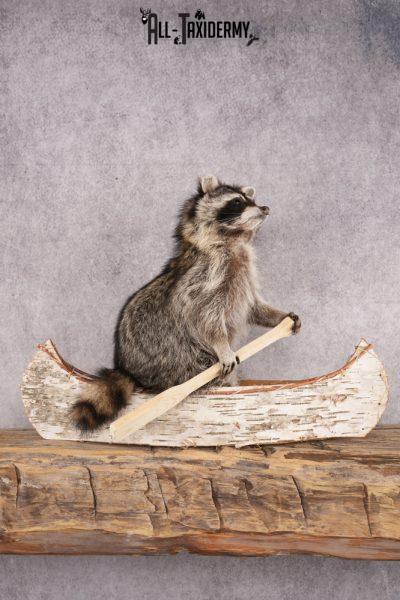 Raccoon in a Canoe SKU 3040