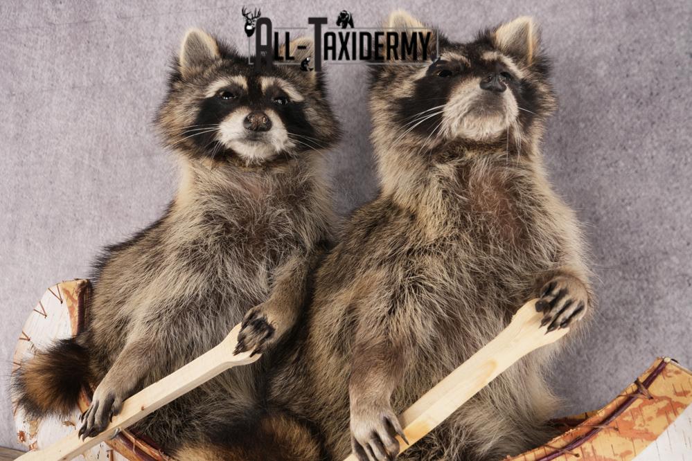 2 Raccoons in a Canoe SKU 3092 - Image 4