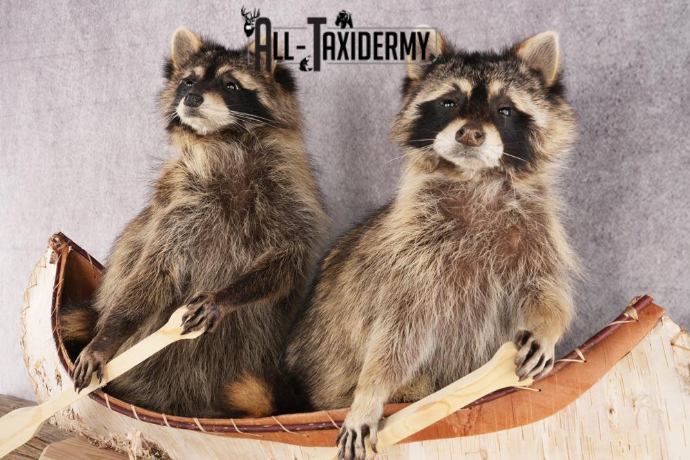 2 Raccoons in a Canoe SKU 3090 - Image 2
