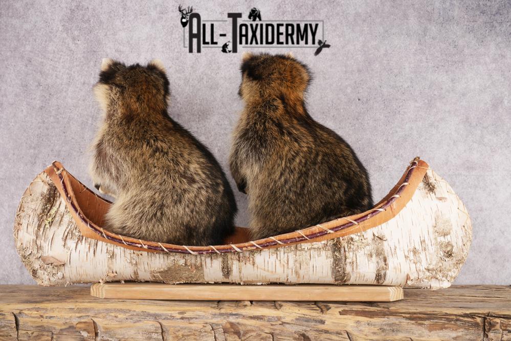 2 Raccoons in a Canoe SKU 3090 - Image 5
