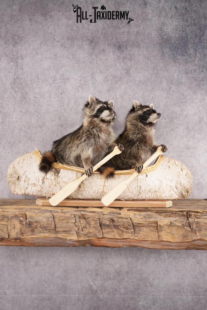 2 Raccoons in a Canoe SKU 3091 - Image 6