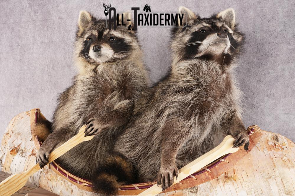 2 Raccoons in a Canoe SKU 3093 - Image 3