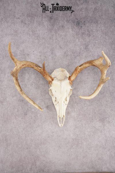 Whitetail Deer Skull SKU 3024