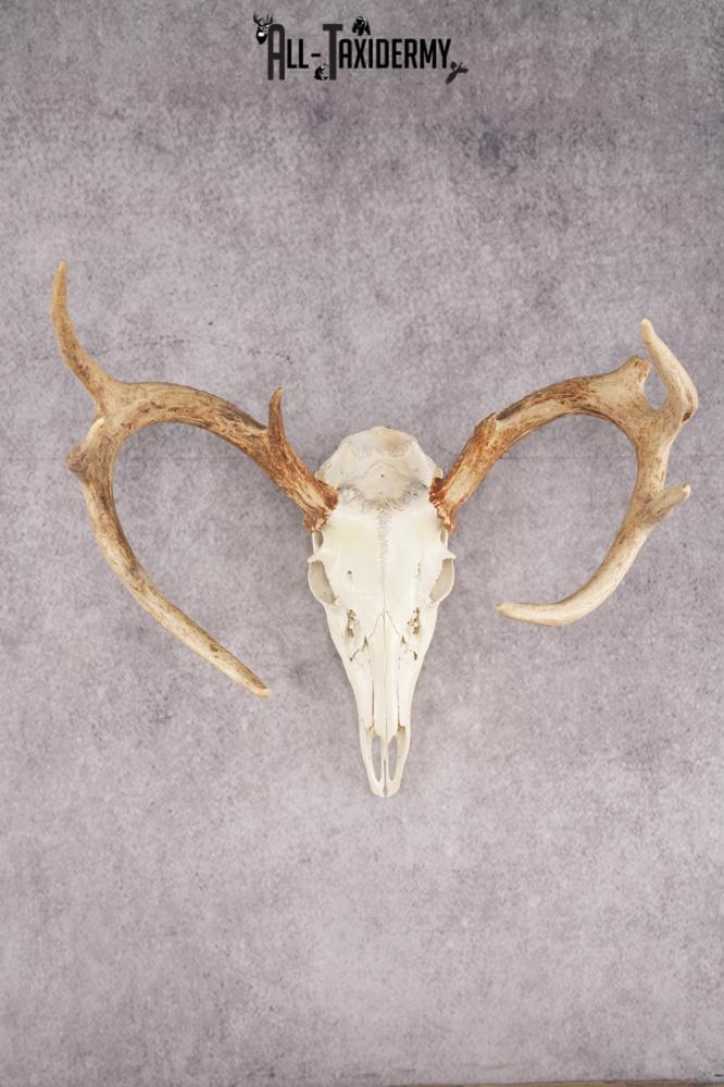 Whitetail Deer Skull SKU 3024