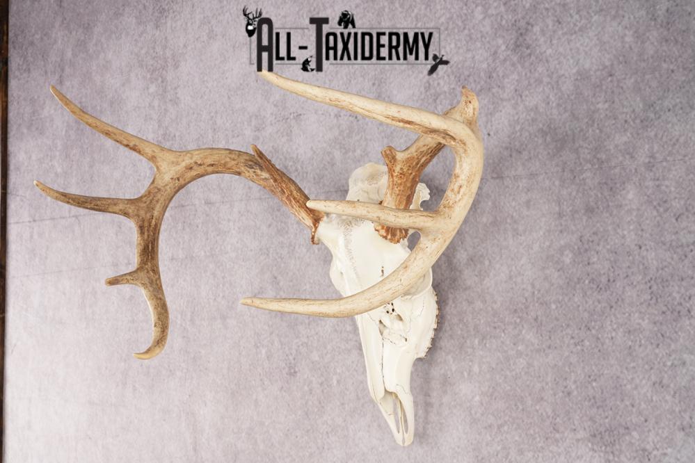 Whitetail Deer Skull SKU 3024 - Image 5