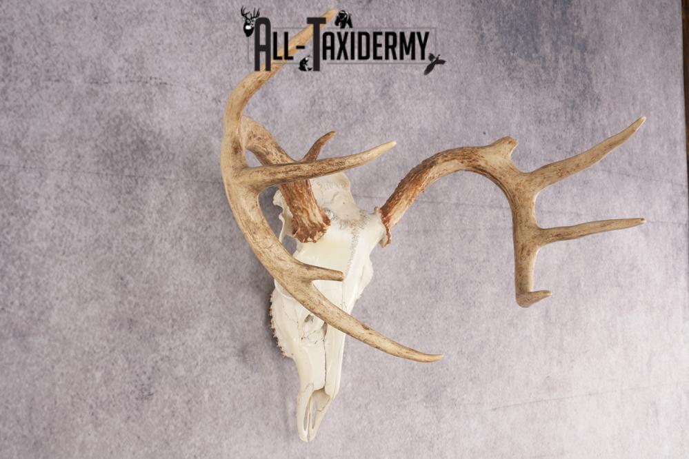 Whitetail Deer Skull SKU 3024 - Image 4