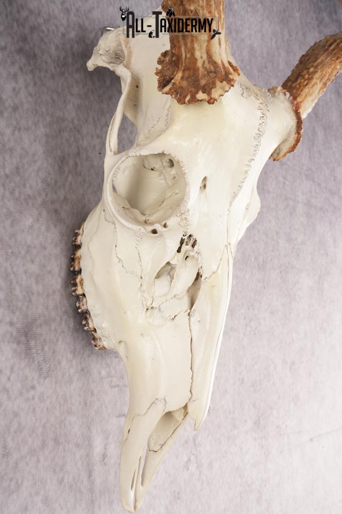 Whitetail Deer Skull SKU 3024 - Image 3