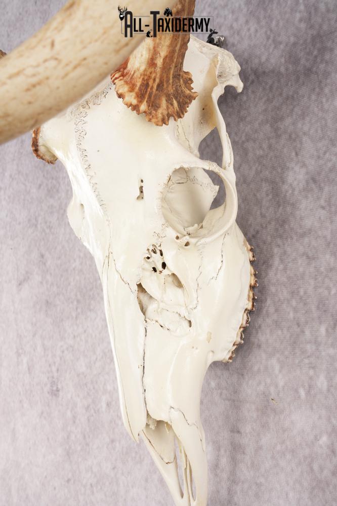 Whitetail Deer Skull SKU 3024 - Image 2