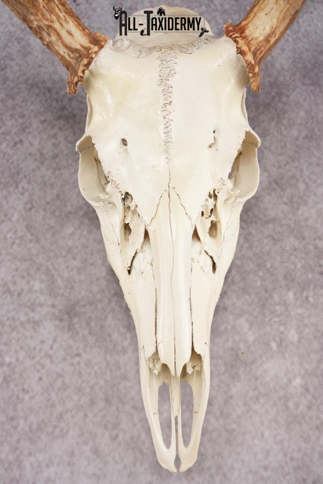 Whitetail Deer Skull SKU 3024 - Image 6