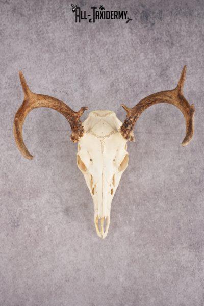 Whitetail Deer Skull SKU 3014