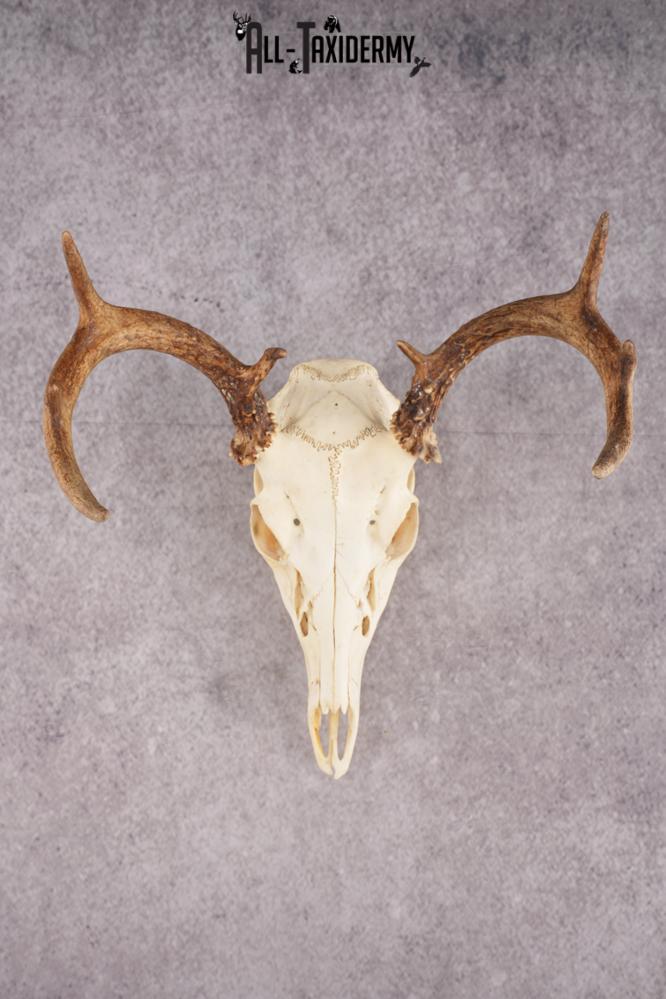 Whitetail Deer Skull SKU 3014