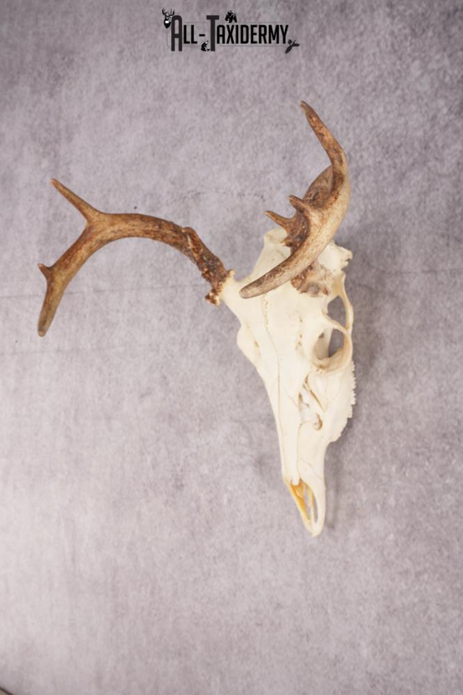 Whitetail Deer Skull SKU 3014 - Image 6
