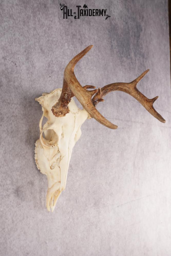 Whitetail Deer Skull SKU 3014 - Image 5