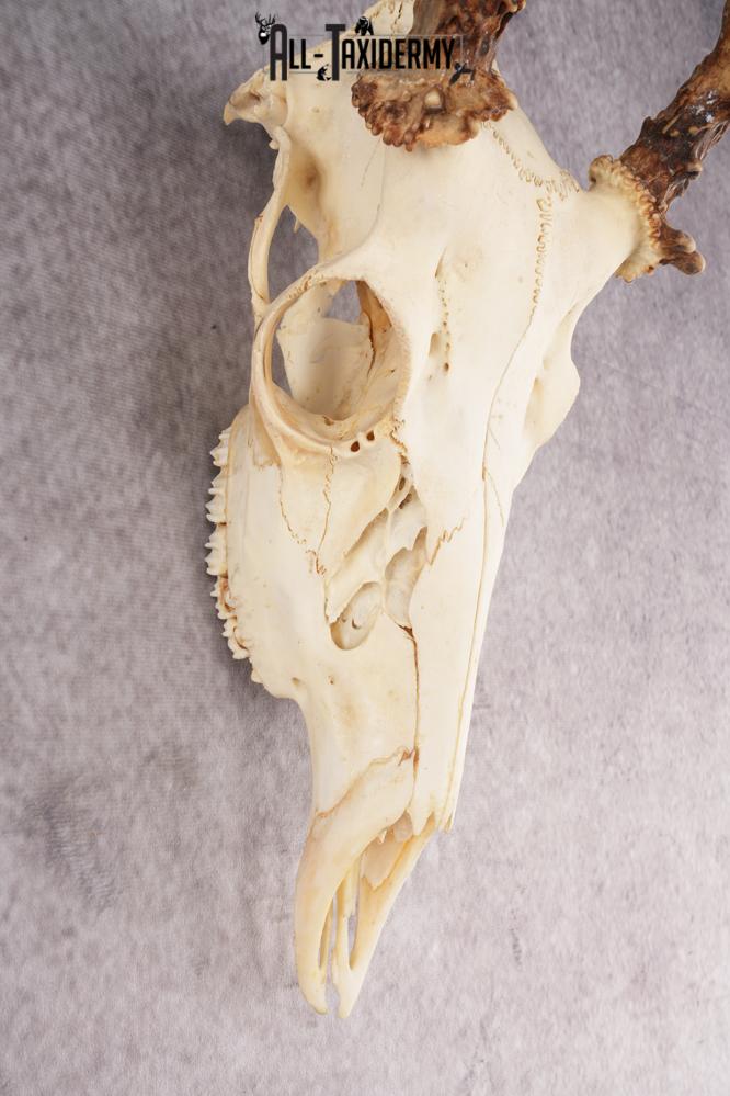 Whitetail Deer Skull SKU 3014 - Image 4