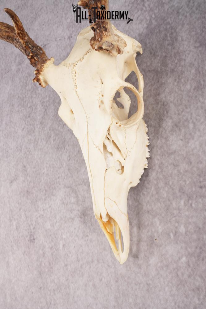 Whitetail Deer Skull SKU 3014 - Image 3