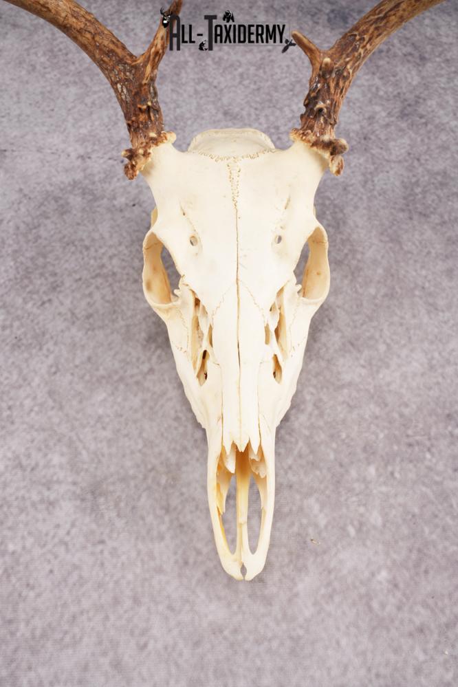 Whitetail Deer Skull SKU 3014 - Image 2