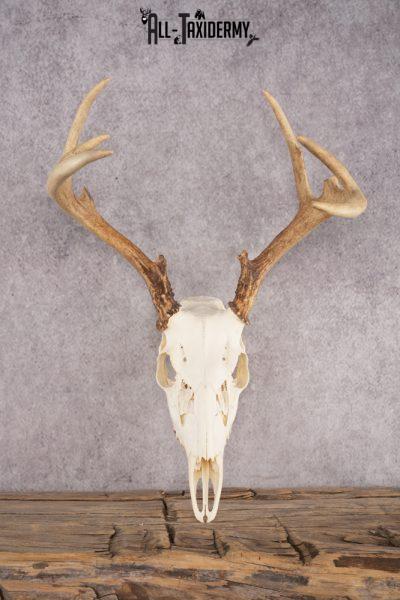 French taxidermy Roe cheapest Deer antlers on half skeleton, on light wood shield shaped mount. In excellent condition. A fine example. (136/621T).