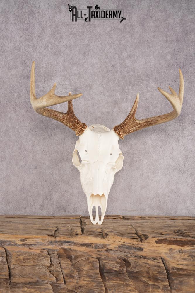 Whitetail Deer Skull SKU 3012