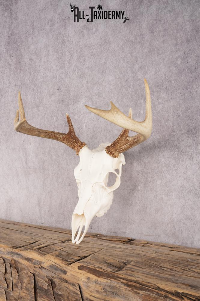 Whitetail Deer Skull SKU 3012 - Image 3